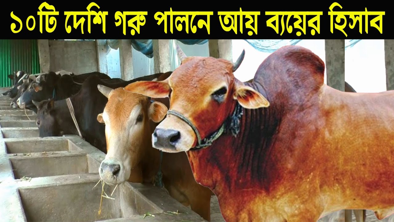 গরুর খামার কিভাবে শুরু করতে হয় ১০ দেশি গরু দিয়ে - গরু মোটাতাজাকরণ পদ্ধতি ও আয় ব্যয় - Cow Farming