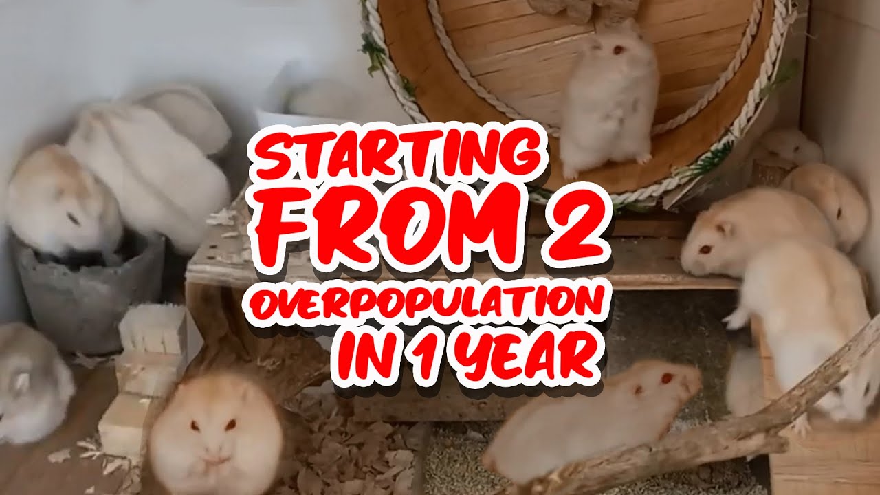 My winter white hamster colony after 1 year