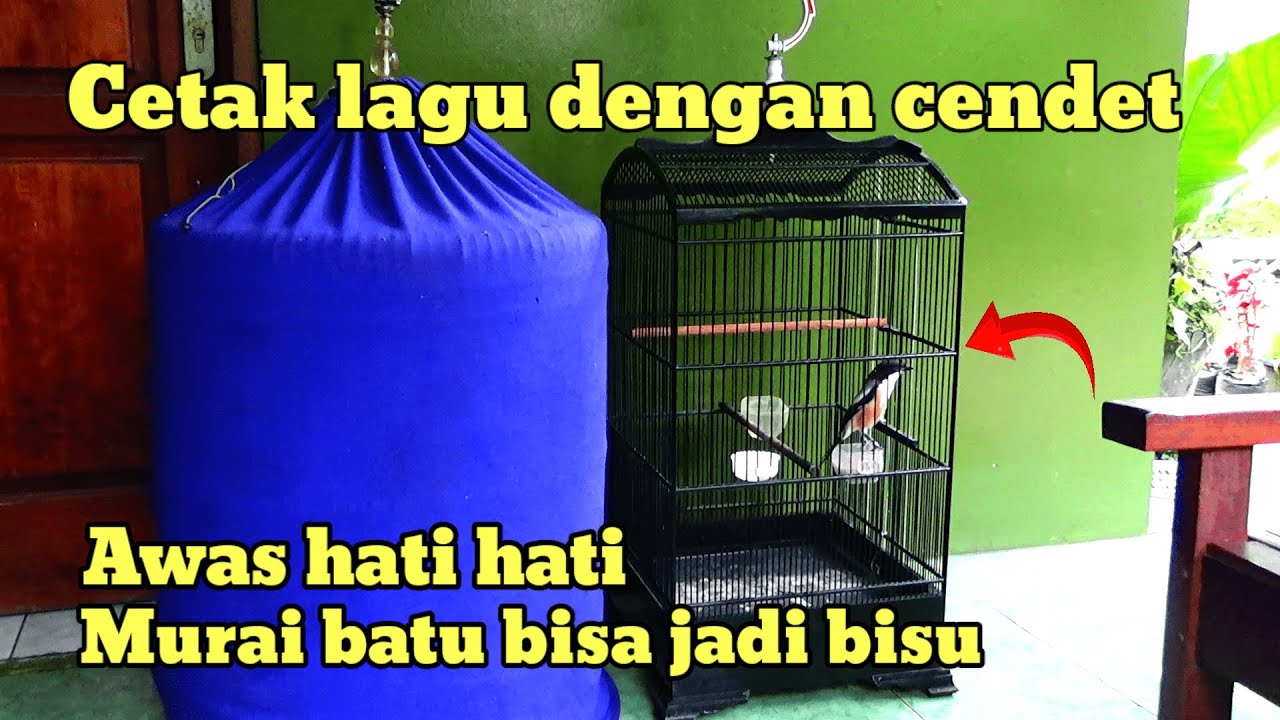 IKUTI TRIK INI | CARA MEMASTER MURAI BATU DENGAN BURUNG CENDET ‼️