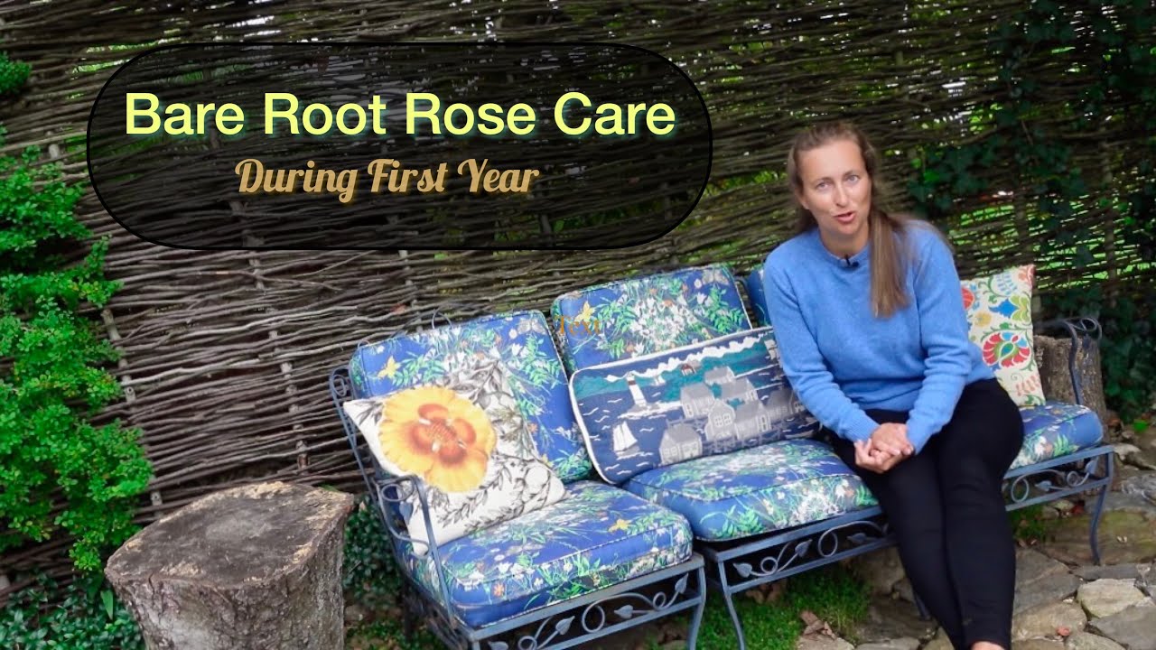 Tips on Caring for Bare Root Roses During First Year