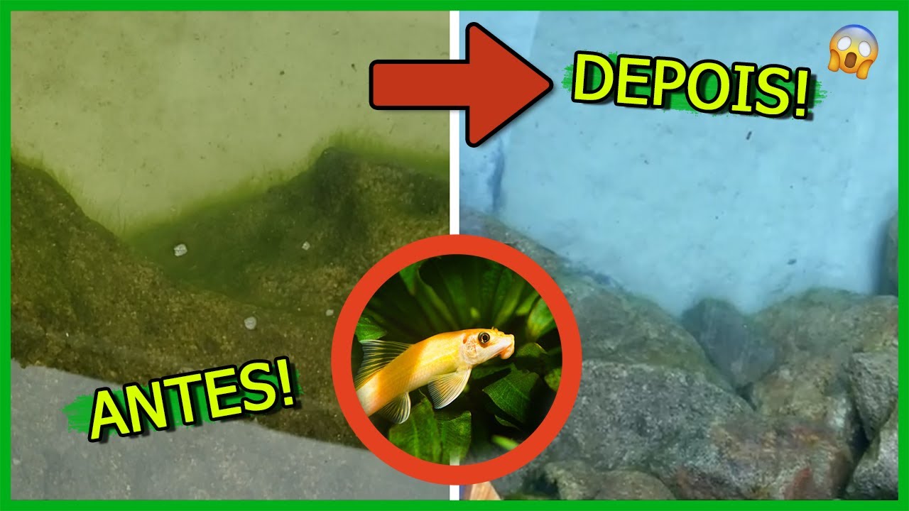 Coloquei Peixes que comem ALGAS no Lago de 4000 Litros!