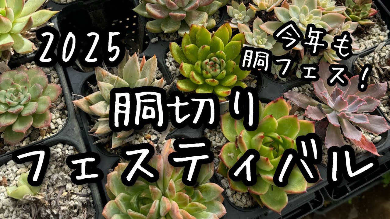 【多肉植物】2025胴切りフェスティバル！ ！2025.03.20【胴フェス】