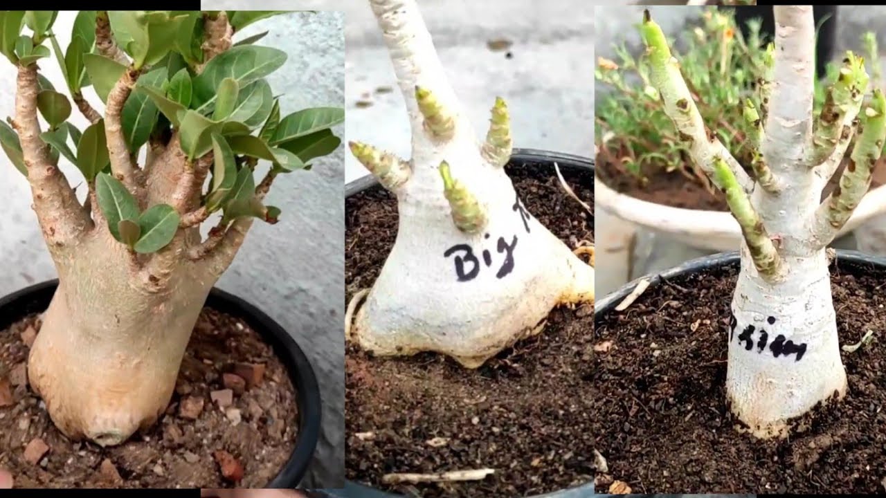 New Adenium plants over view || Easy Gardening....