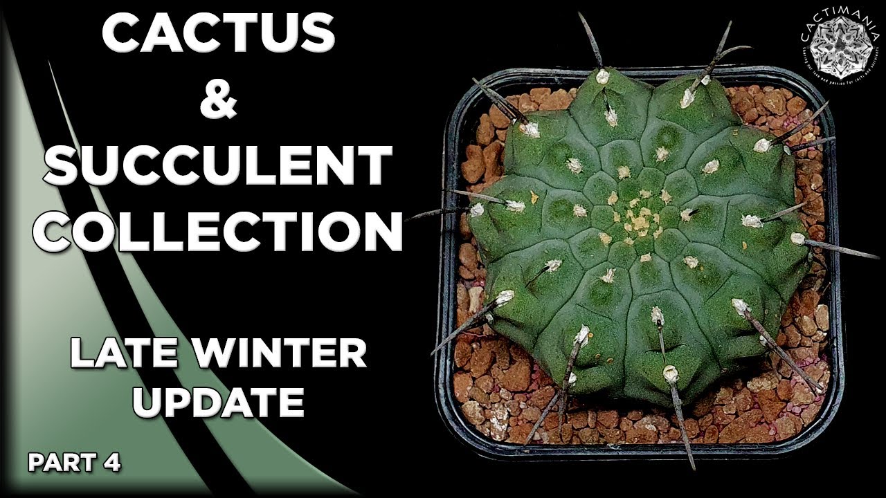 Cactus & Succulent Collection Tour Update Part 4 - February 2025 | #Cactus & #Succulent Collection