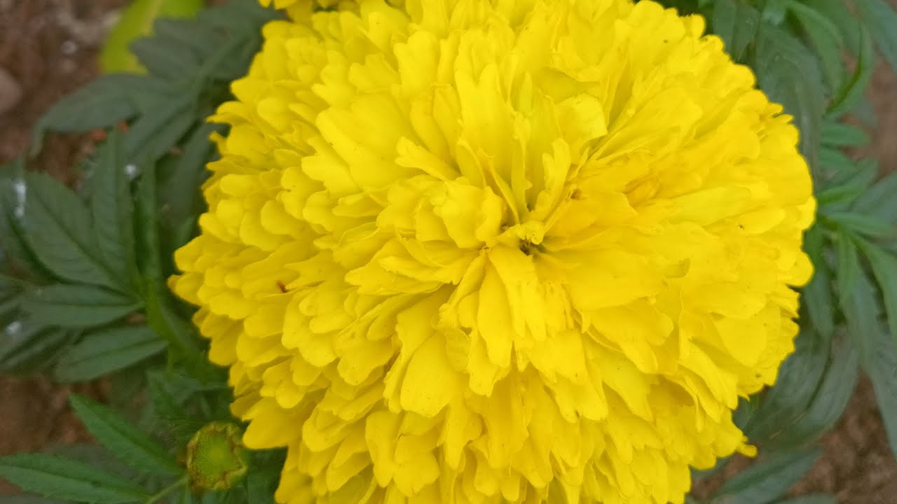 শবে বরাতের অগ্রিম শুভেচ্ছা🥰 কেমন আছেন সবাই😊 Mukta Daily vlog is live!