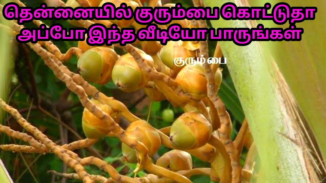 இயற்கை முறையில் தென்னையில்  குரும்பை உதிர்தலை எளிதில் தடுக்கும் முறை  குரும்பை உதிர்வுக்கான காரணம்