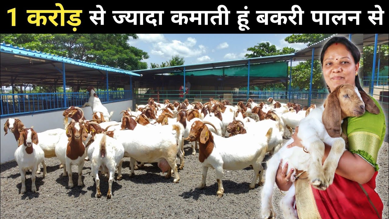 शहर की जिन्दगी छोड़ ये महिला गांव में आकर कर रही हैं बकरी पालन | Goat Farming | Goat Farm Tour