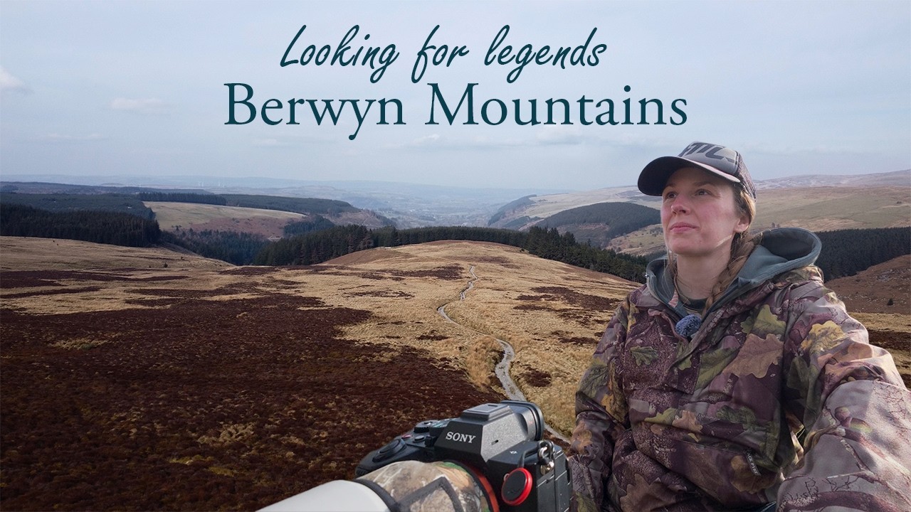 An unusual encounter in the Berwyn Mountains