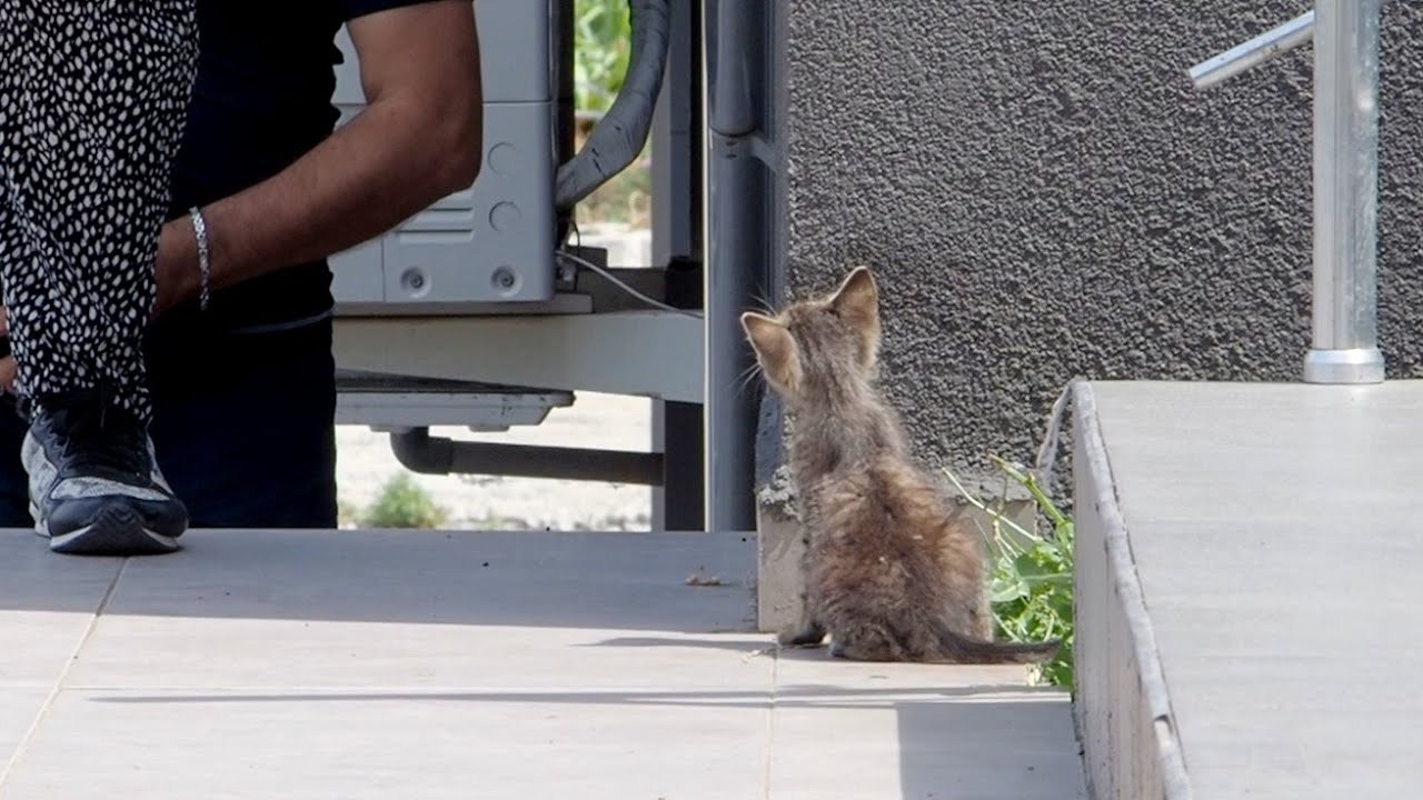 People Walk Past This Kitten And Throw Him Only Bread Crumbs - Part 3