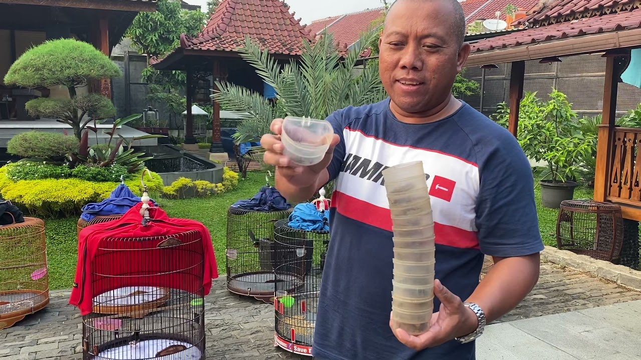 CTR Bird Farm Bogor WA +62 813 18832963... untuk diskusi dan share info.