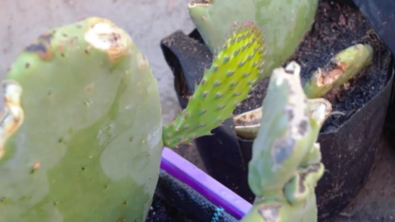 Cultivo de Nopales en Macetas y Grow Bags