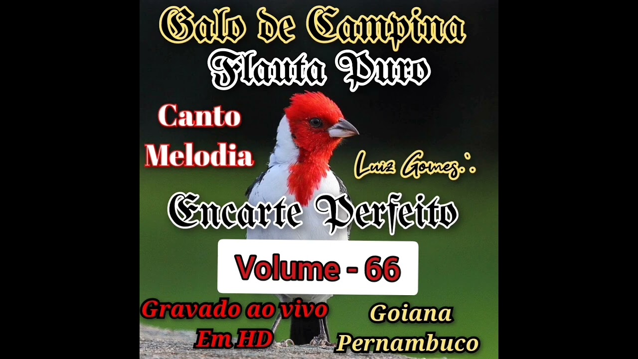 Galo de Campina Canto 