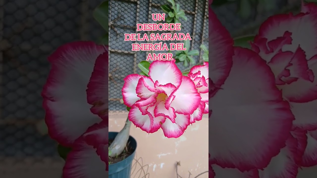 LOS REGALOS GRATUITOS DE LA NATURALEZA.  Se agradecen infinitamente