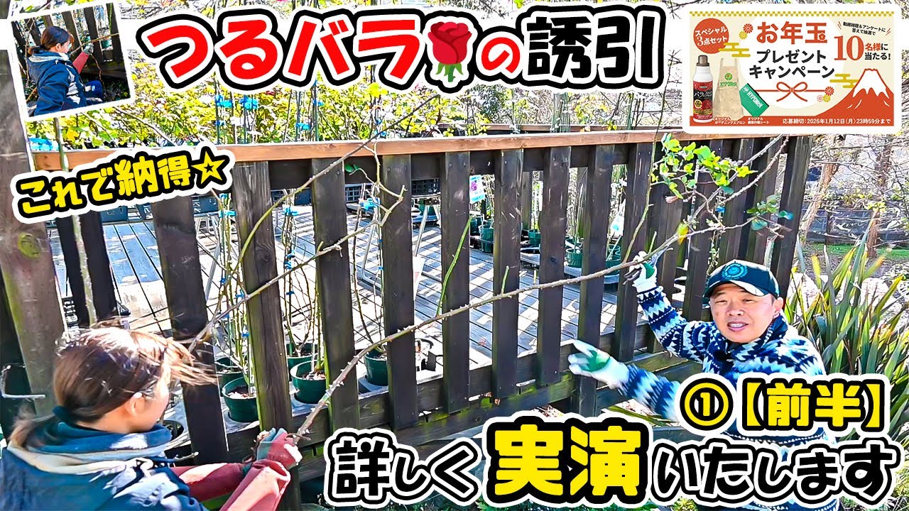 【お年玉プレゼント🎁】これで納得ｯ! 悩めるつるバラのお悩み解決。詳しく実演いたします!【PLANTS長島店長のローズレスキュー!】