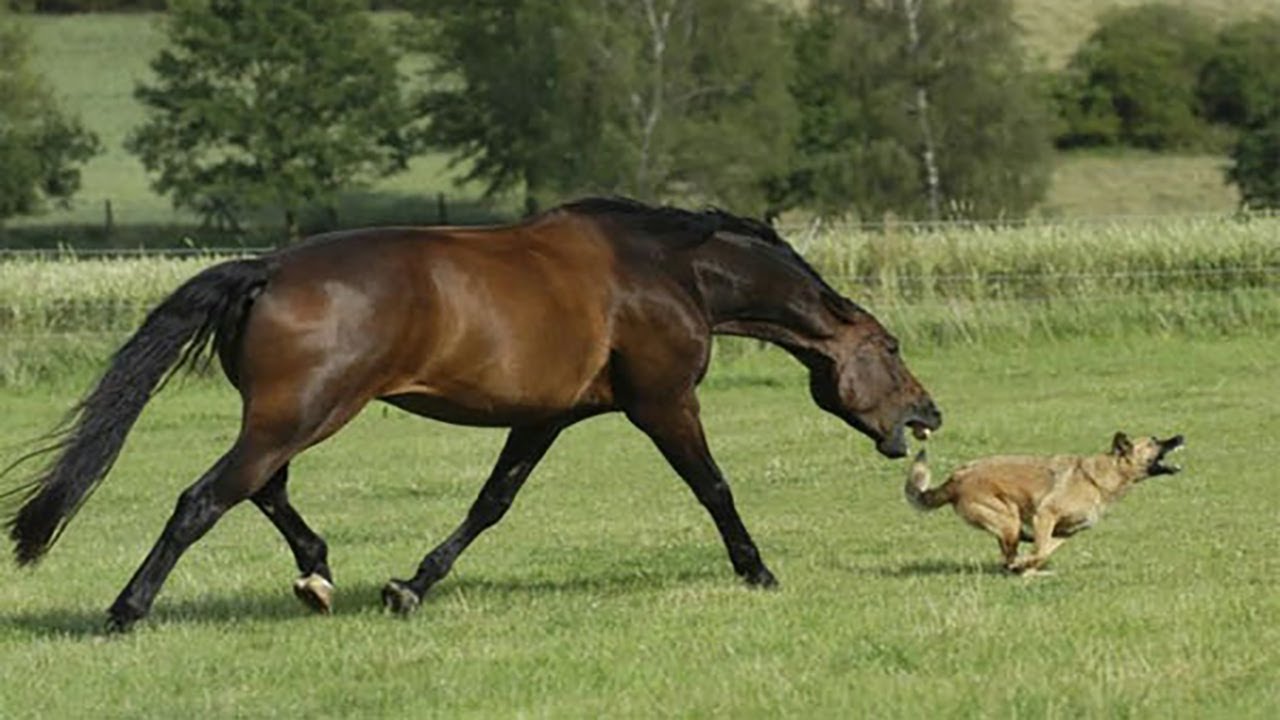 Best horse videos - These Funny Amd cute Horses are a must watch! P2