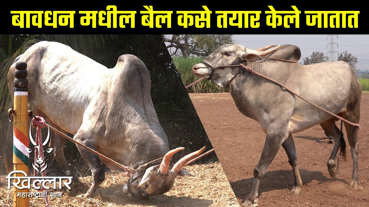 बावधन मधील बैल कसे तयार केले जातात | Khillar Maharashtrachi Shaan 2023
