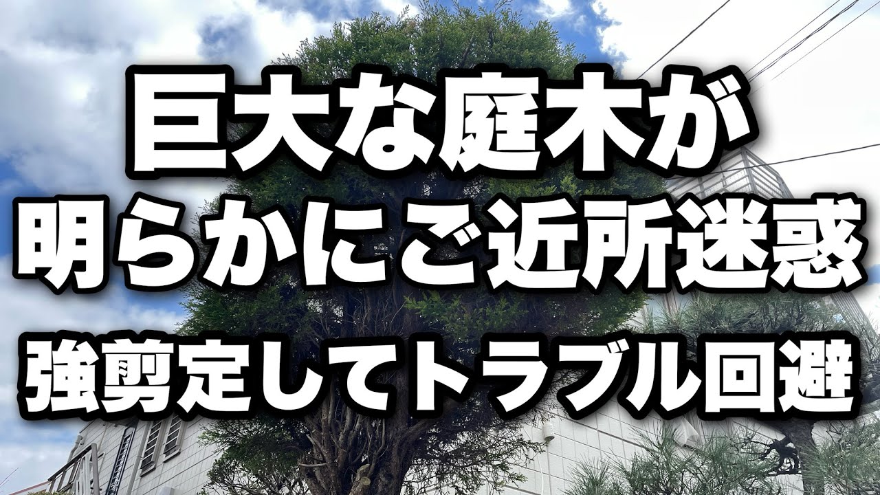 巨大な庭木が明らかにご近所迷惑。。トラブルになる前に強剪定。
