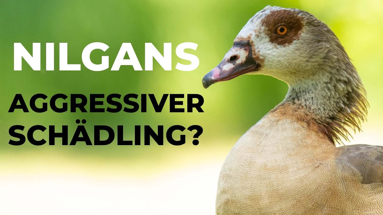 verhasster Neozoon in unseren Parks und Seen - Nilgans