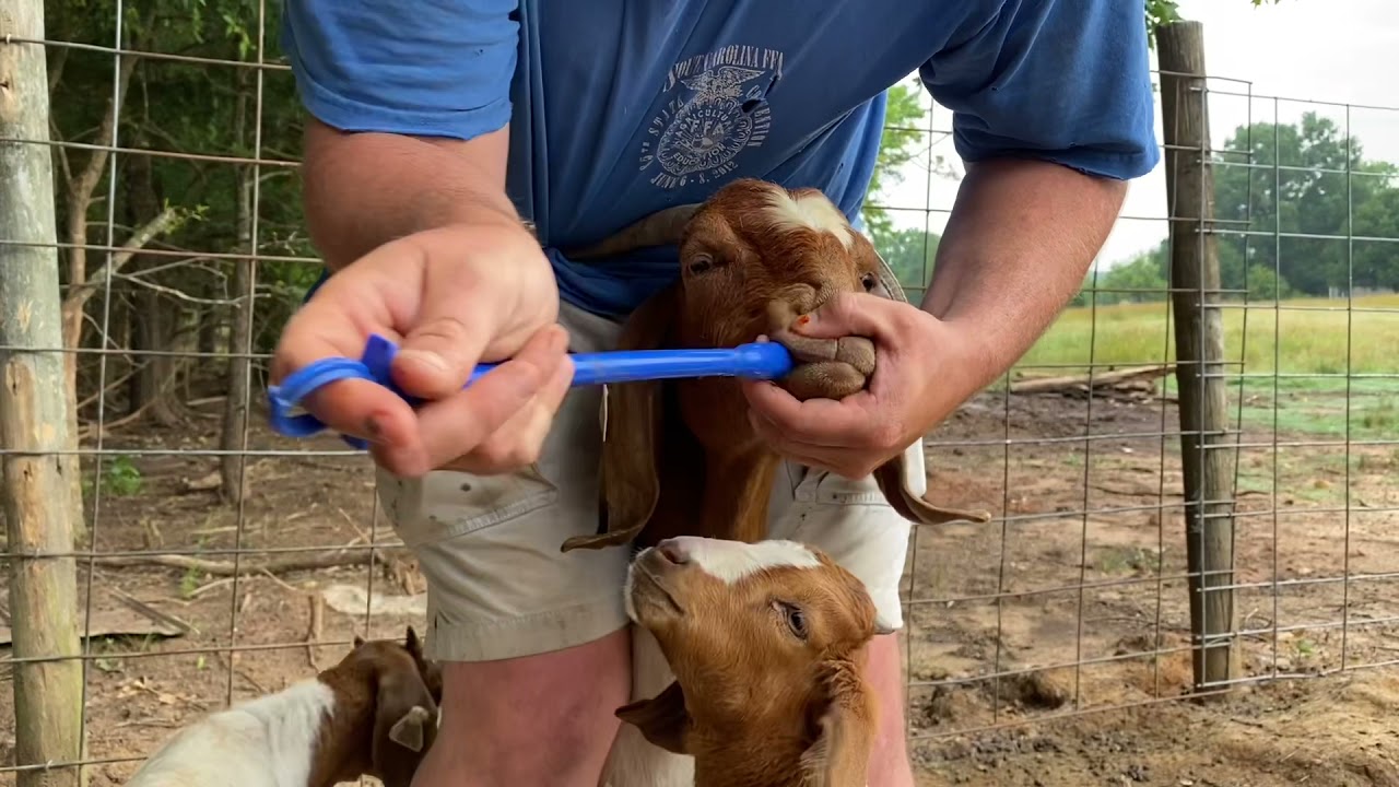 Deworming, Trimming Hooves, And Giving Copper Bolus To The Whole Herd Of Goats