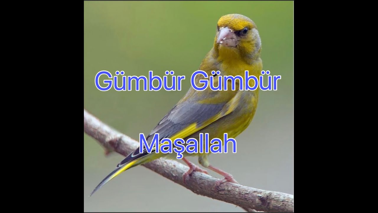 Florya Dediğin Ötecek