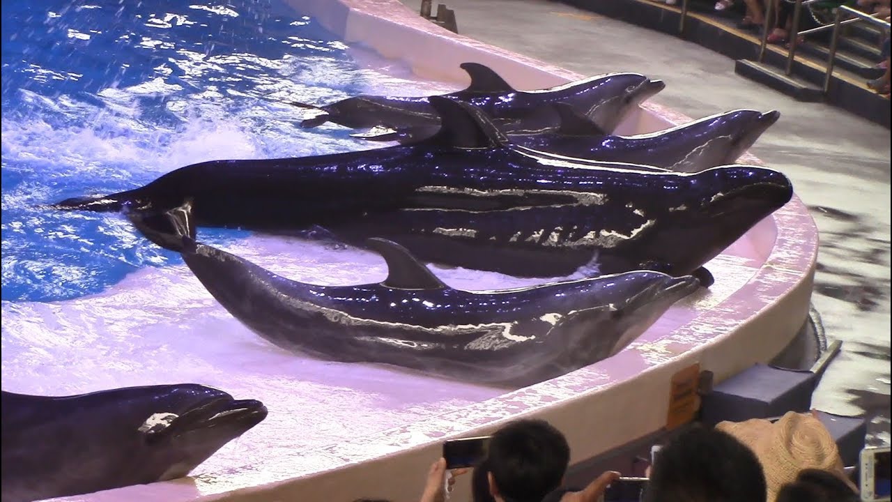Dolphin Show - Chimelong Ocean Kingdom - August 22, 2017