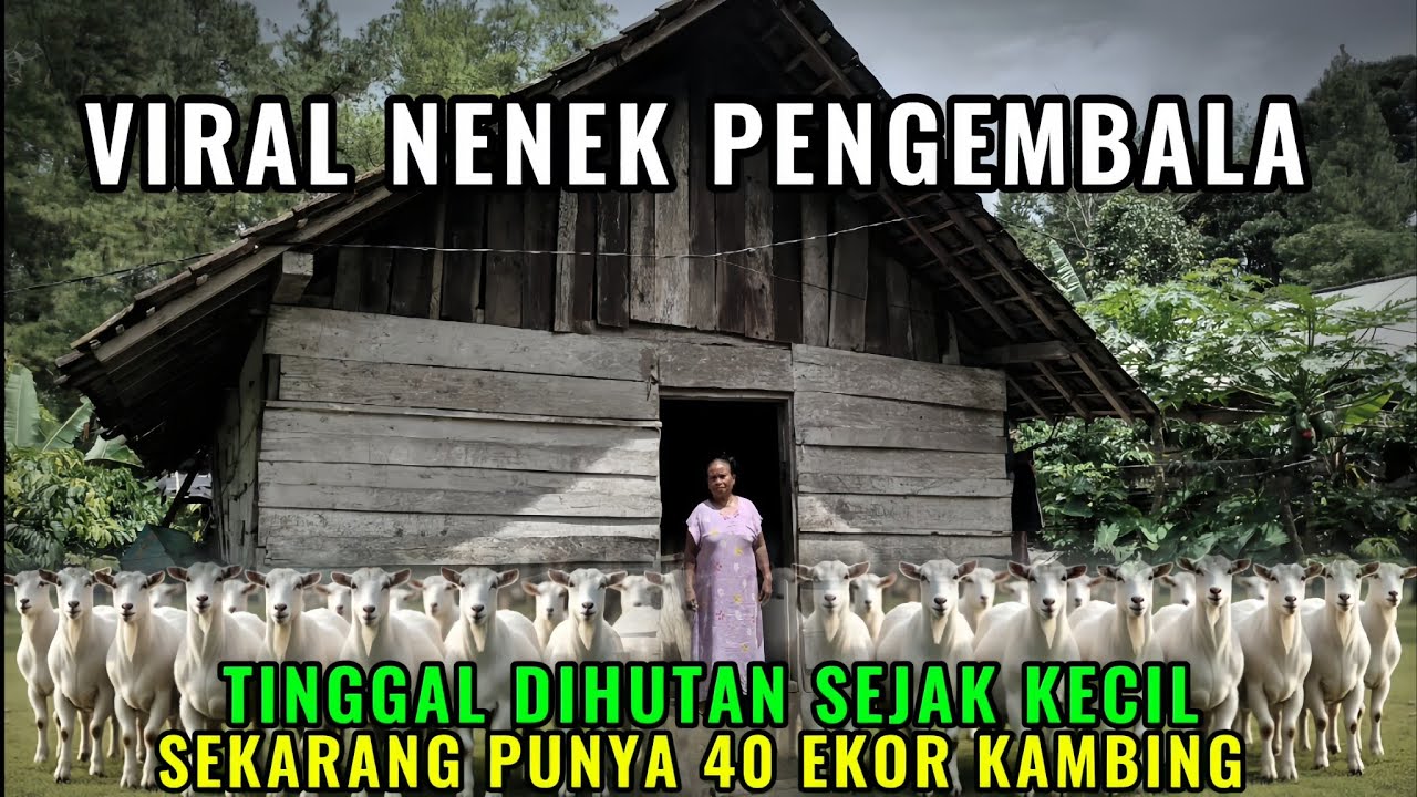 🔴VIRAL !! SEORANG NENEK PULUHAN TAHUN DIHUTAN MENGEMBALA KAMBING SAMPAI BANYAK 
