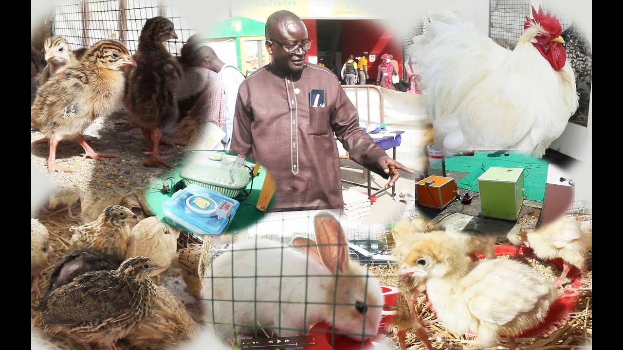 WAX TANN AK SERIGNE MBACKE MADINA LO UN TECHNICIEN DE LA VOLAILLE VOLAILLE