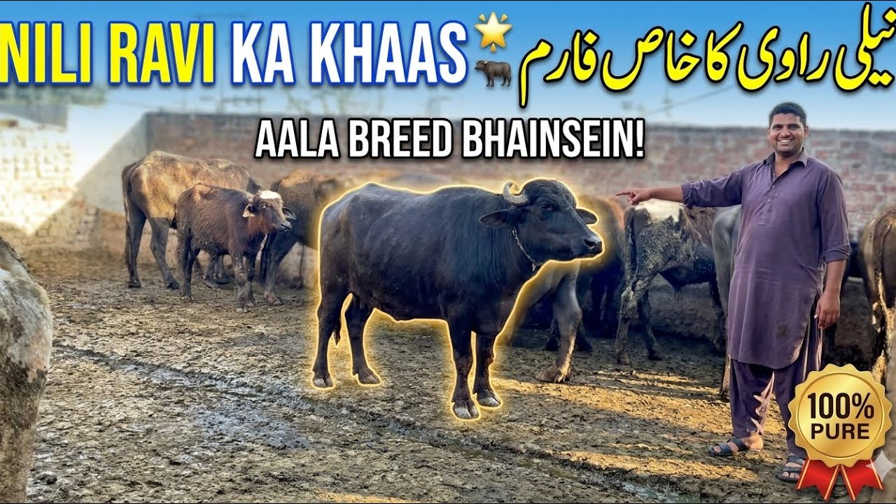 Shandaar Nili Ravi Bhains 🔥 | Top Quality Breed | Mandi Update 202