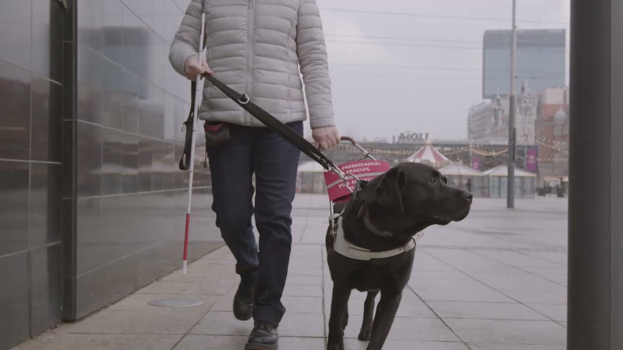 Zawód: pies asystujący