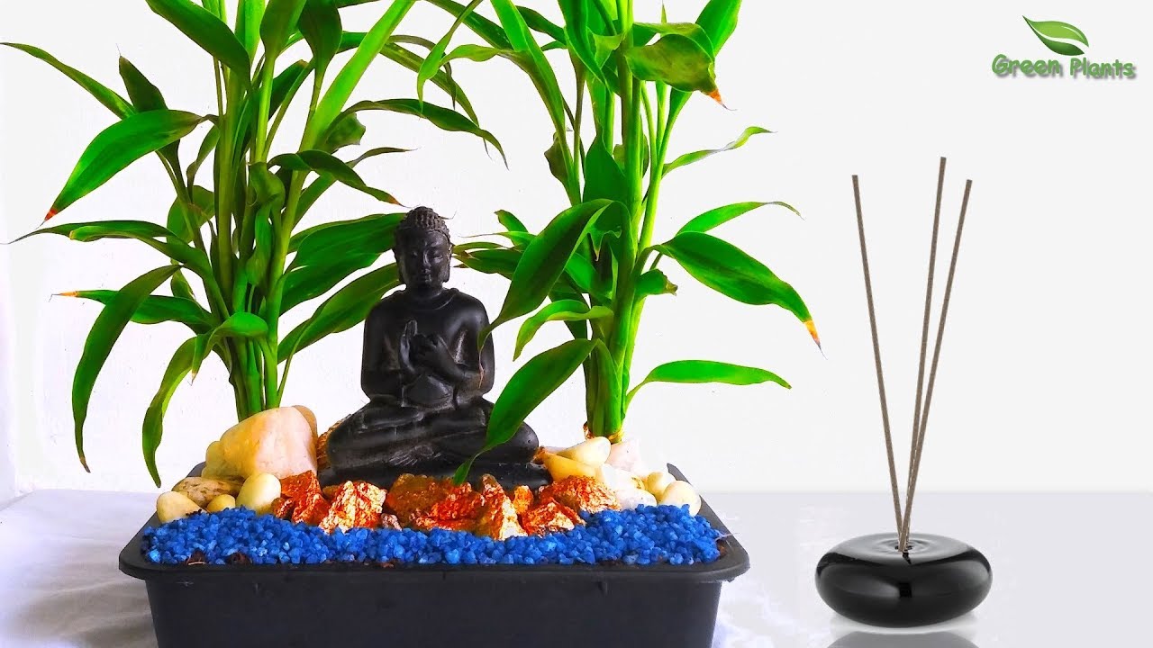 Lucky Bamboo Indoor Decoration with Buddha | Lucky Bamboo Arrangements & Care//GREEN PLANTS