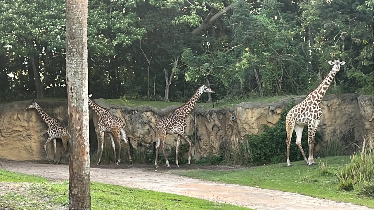 [4K] Disney World&rsquo;s Animal Kingdom Full Kilimanjaro Safari