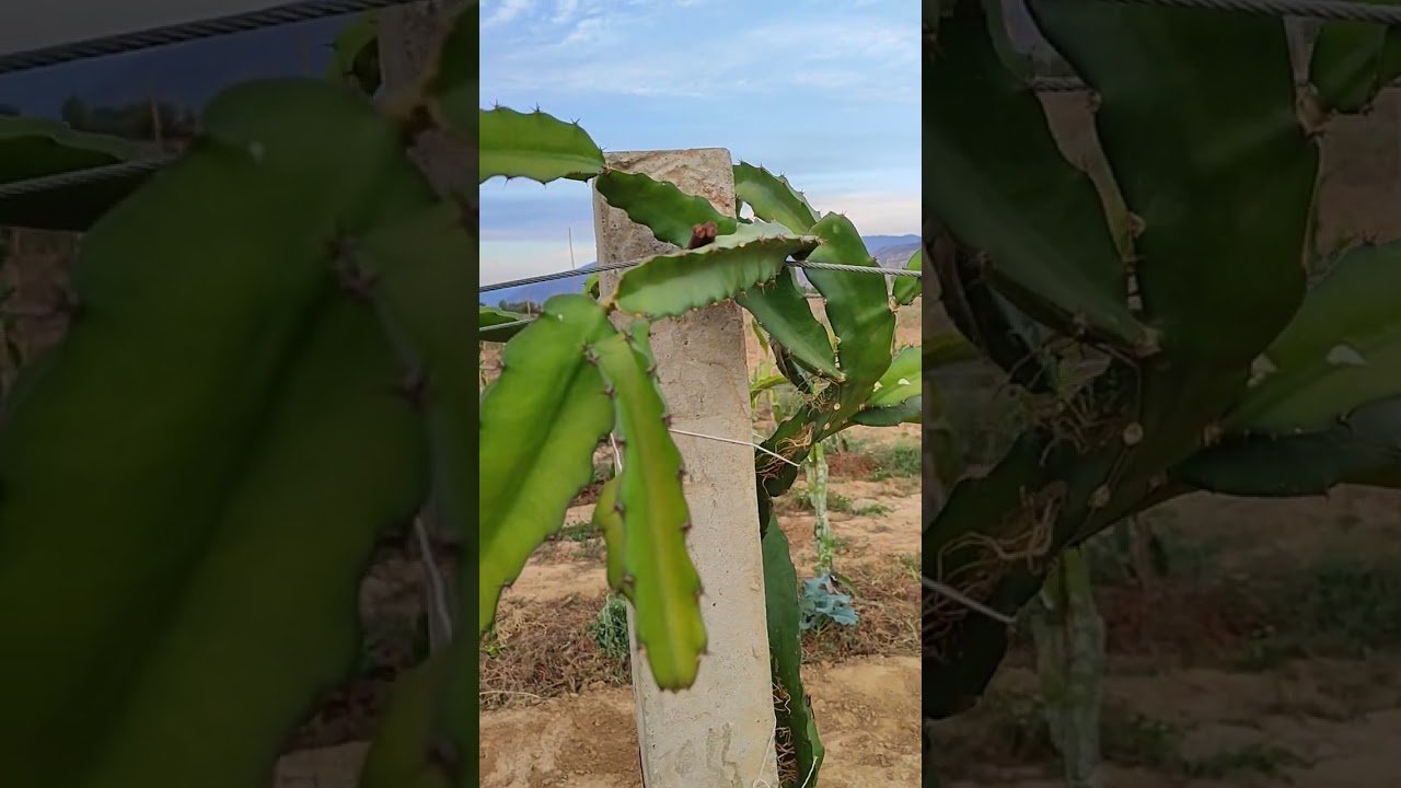 NEMATODOS EN MIS PITAHAYAS