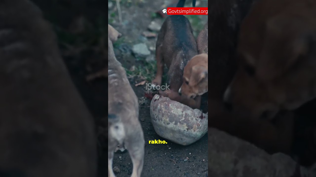 🐾 Supreme Court’s Big Move! 🇮🇳 New guidelines on feeding stray dogs