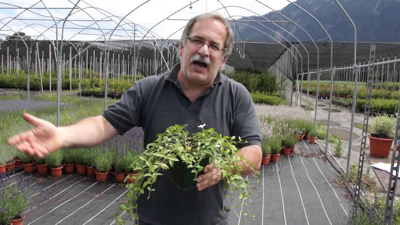 Gartenfreak Vinca