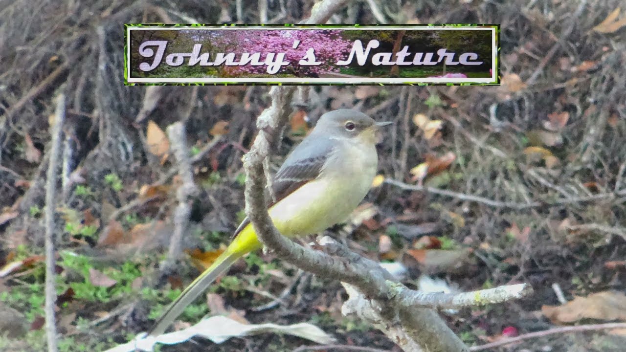 Grey Wagtail Down by the Waterside