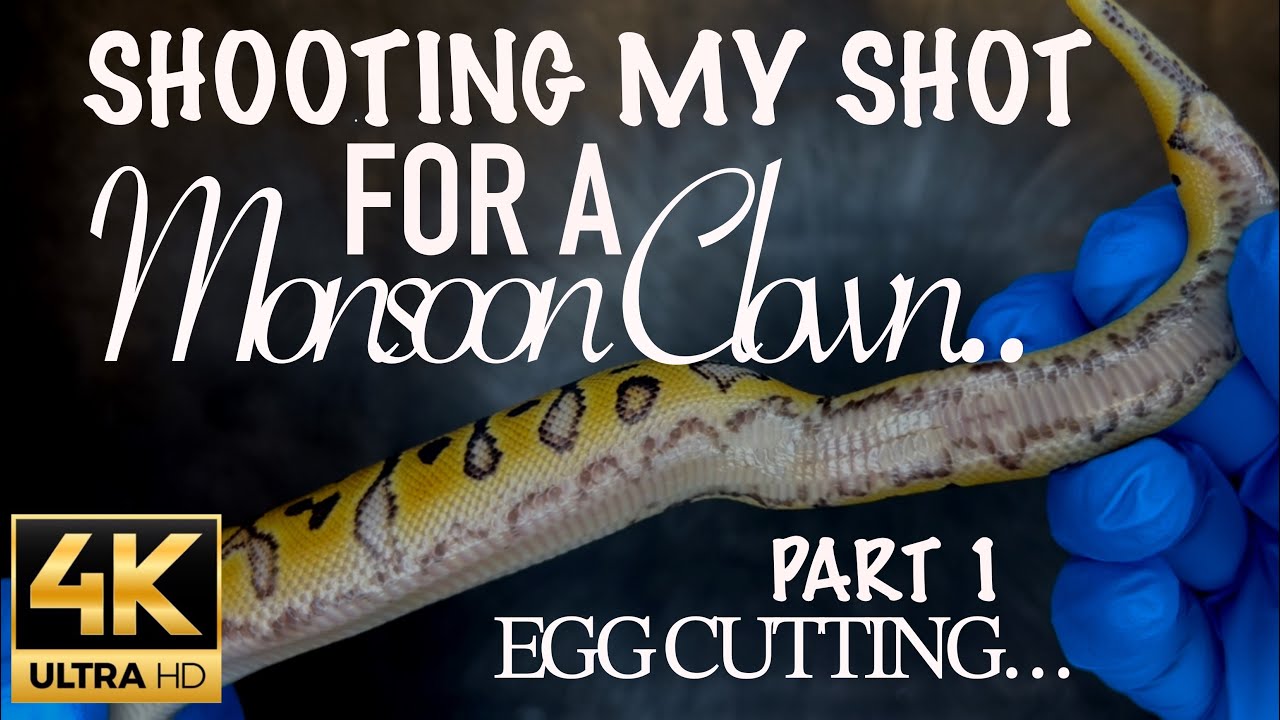 Can we produce a Monsoon Clown on a long shot pairing!?! Part 1.