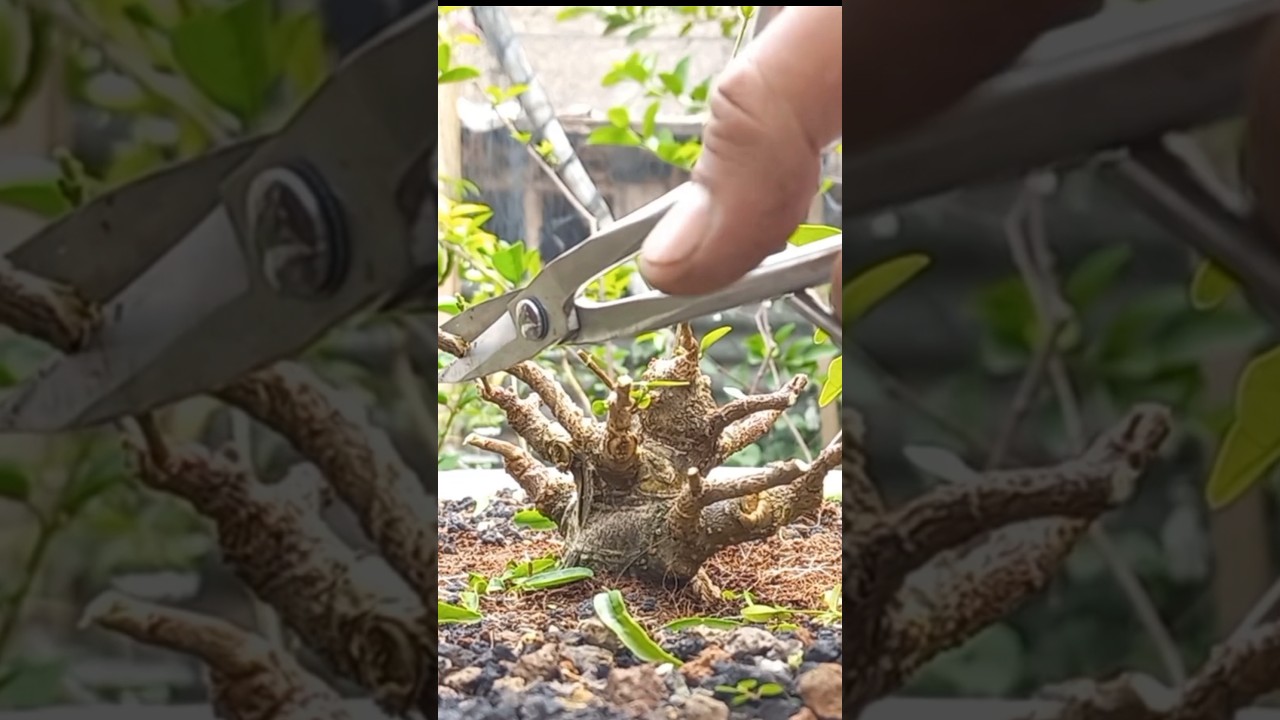 Cut and grow bonsai anting putri mame #bonsai #bonsaiantingputri #bonsaimame #antingputri #shorts