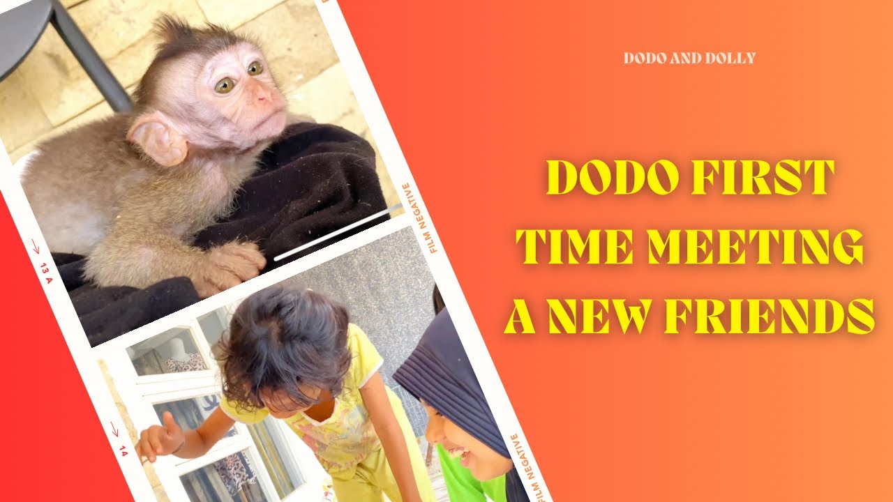 Dodo baby monkey first time meets new friends