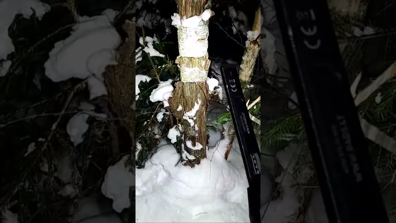 Night Forest Walk — Choosing One Direction and Following It (Live)