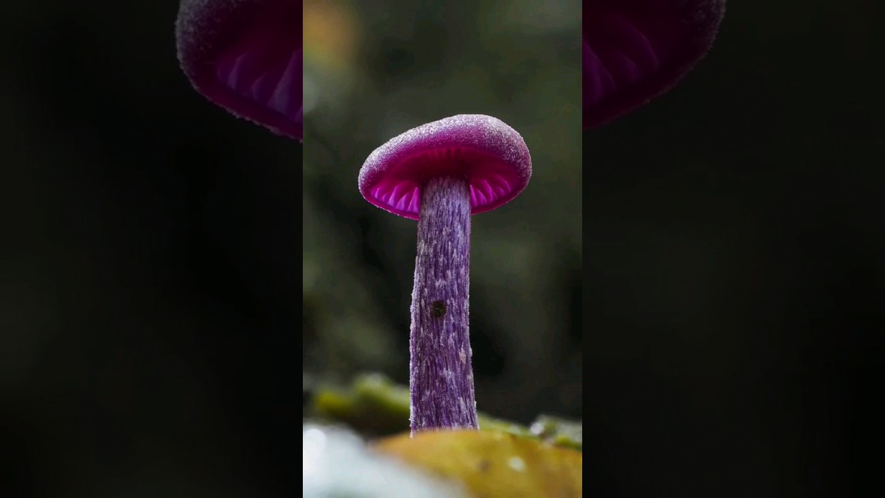 Another Amethyst Deceiver (Laccaria amethystina)