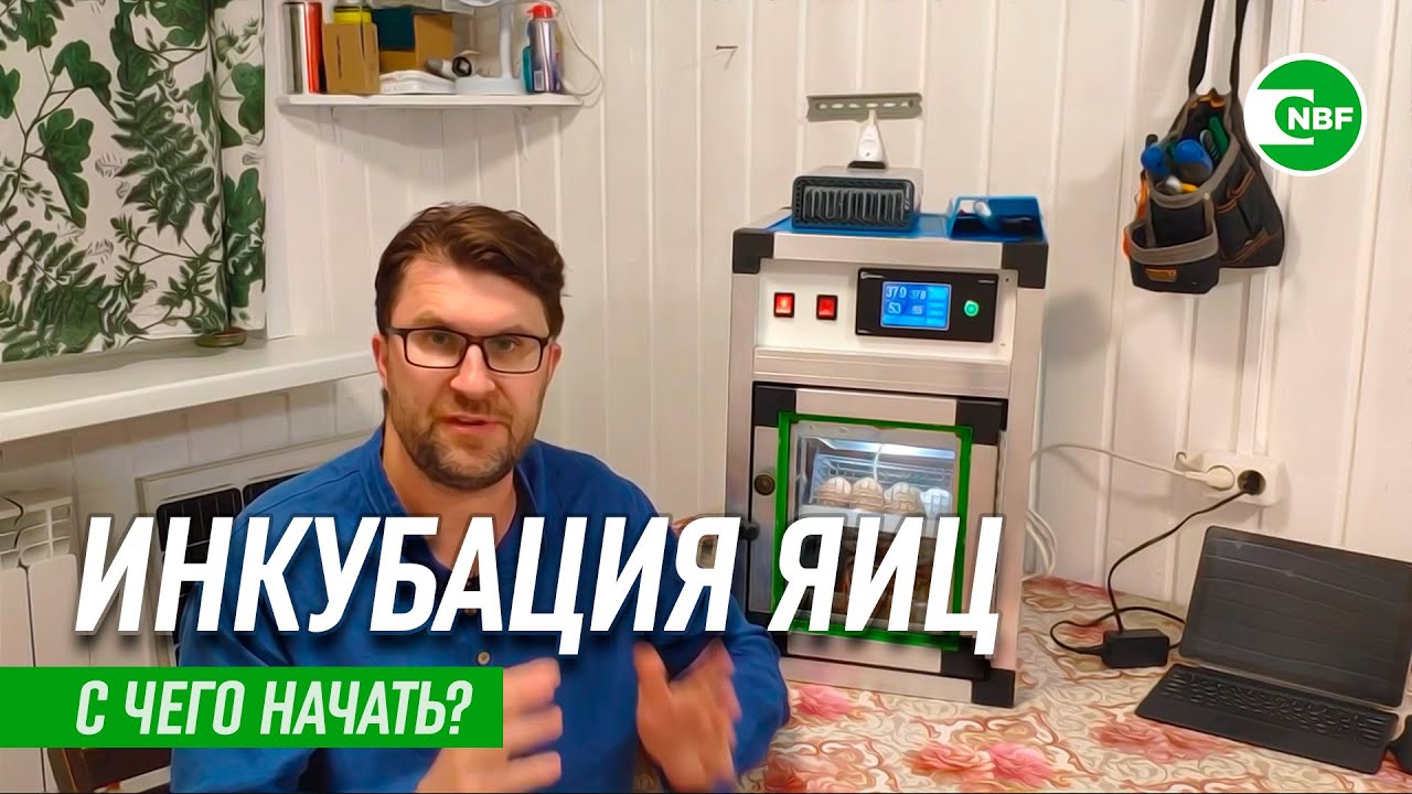 Как правильно начать инкубацию яиц