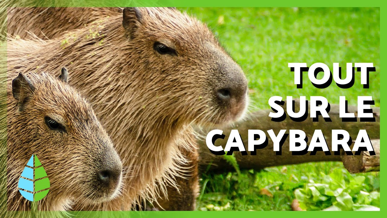 EXPOSÉ sur le CAPYBARA 🤎 | Caractéristiques, où ils vivent et ce que mangent les Capybaras