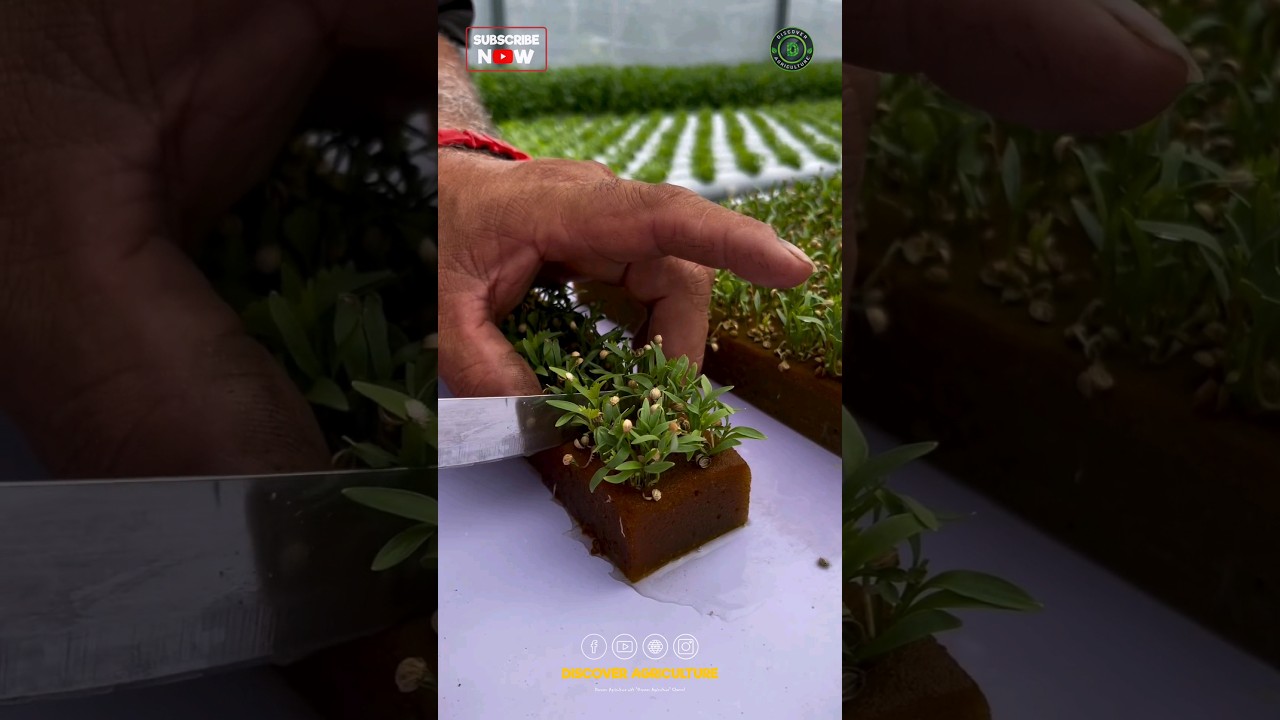 Hydroponic Coriander Leaves Farming