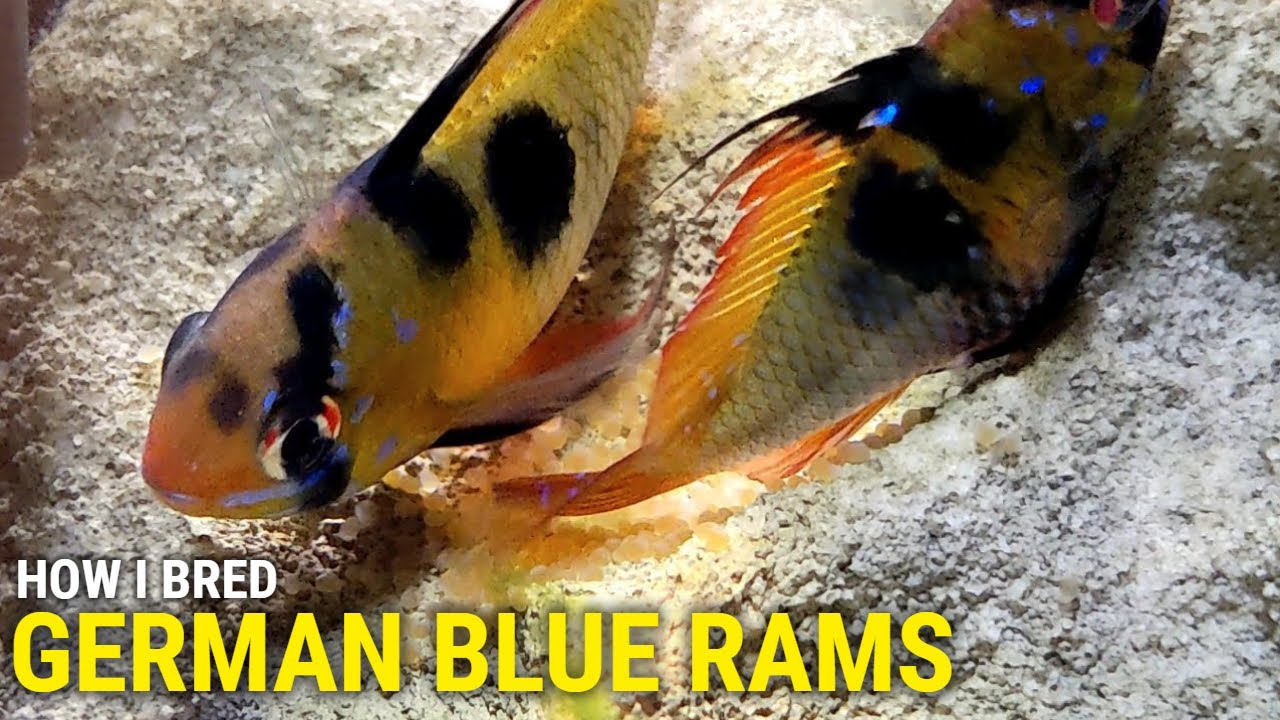 How I Bred German Blue Rams At Home