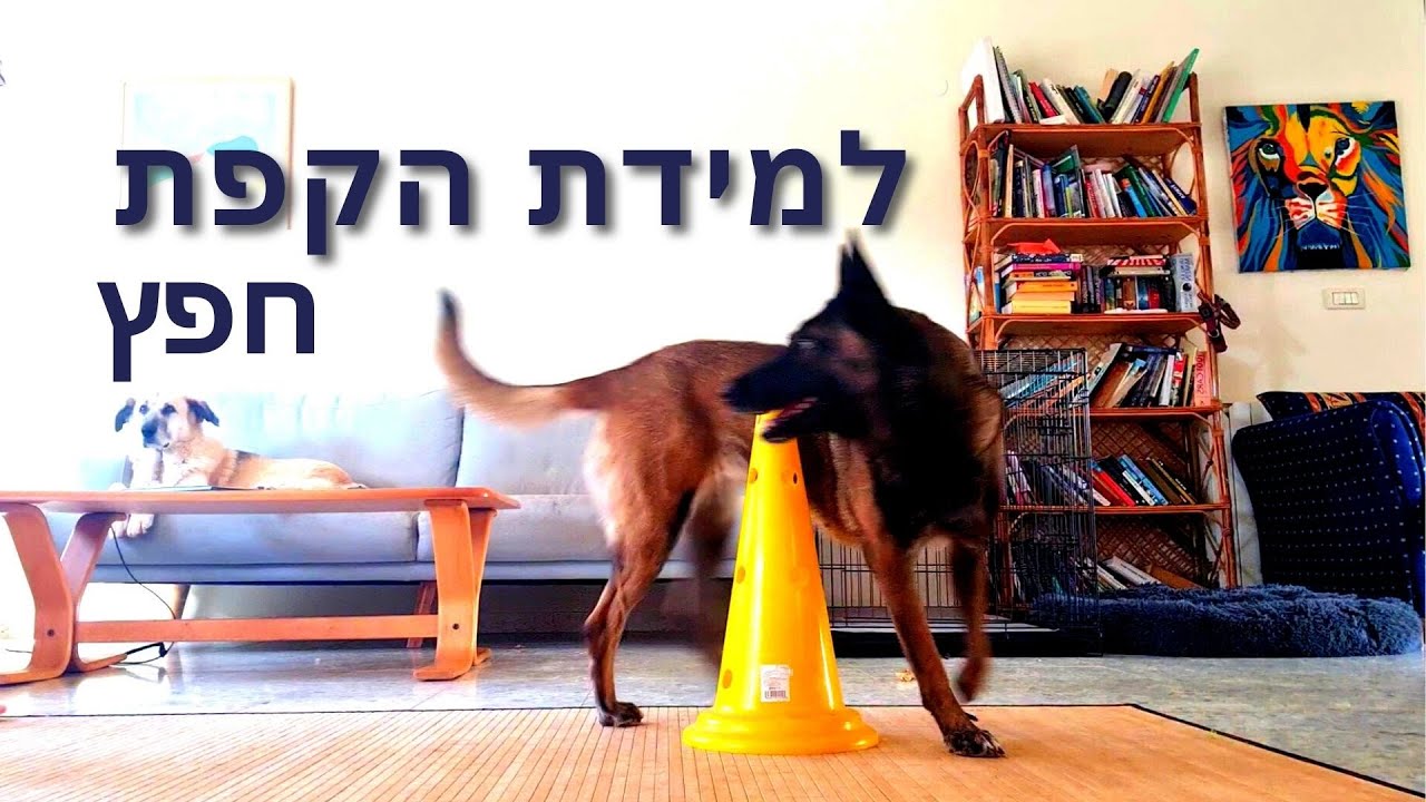איך ללמד כלב להקיף אובייקט?