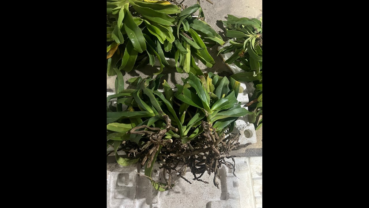 LAN RỪNG BA TƠ 0966549943 || HOA LAN B&Igrave;NH D&Acirc;N đang ph&aacute;t trực tiếp!