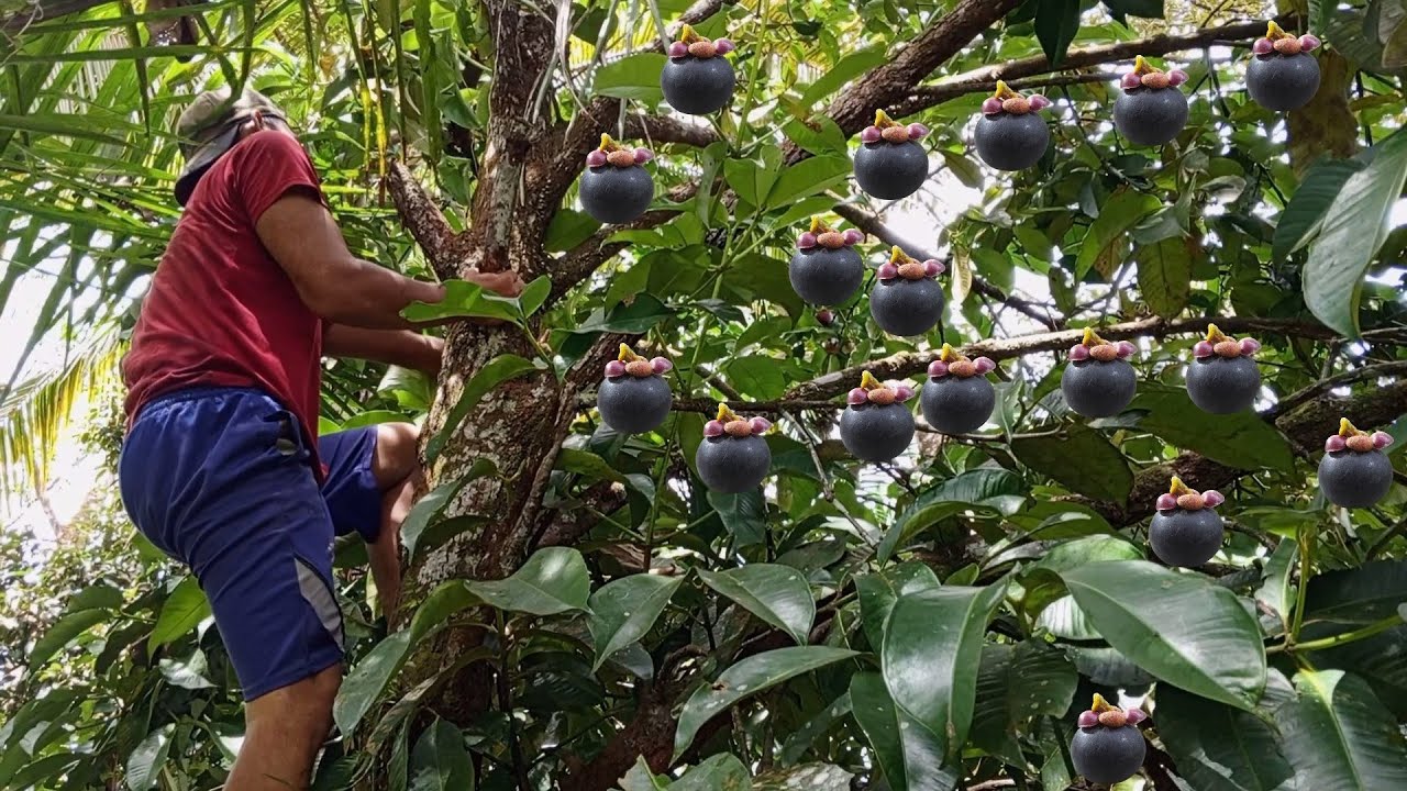 Musim Manggis...Panen Buah Manggis di Kebun Bareng Mas Virman