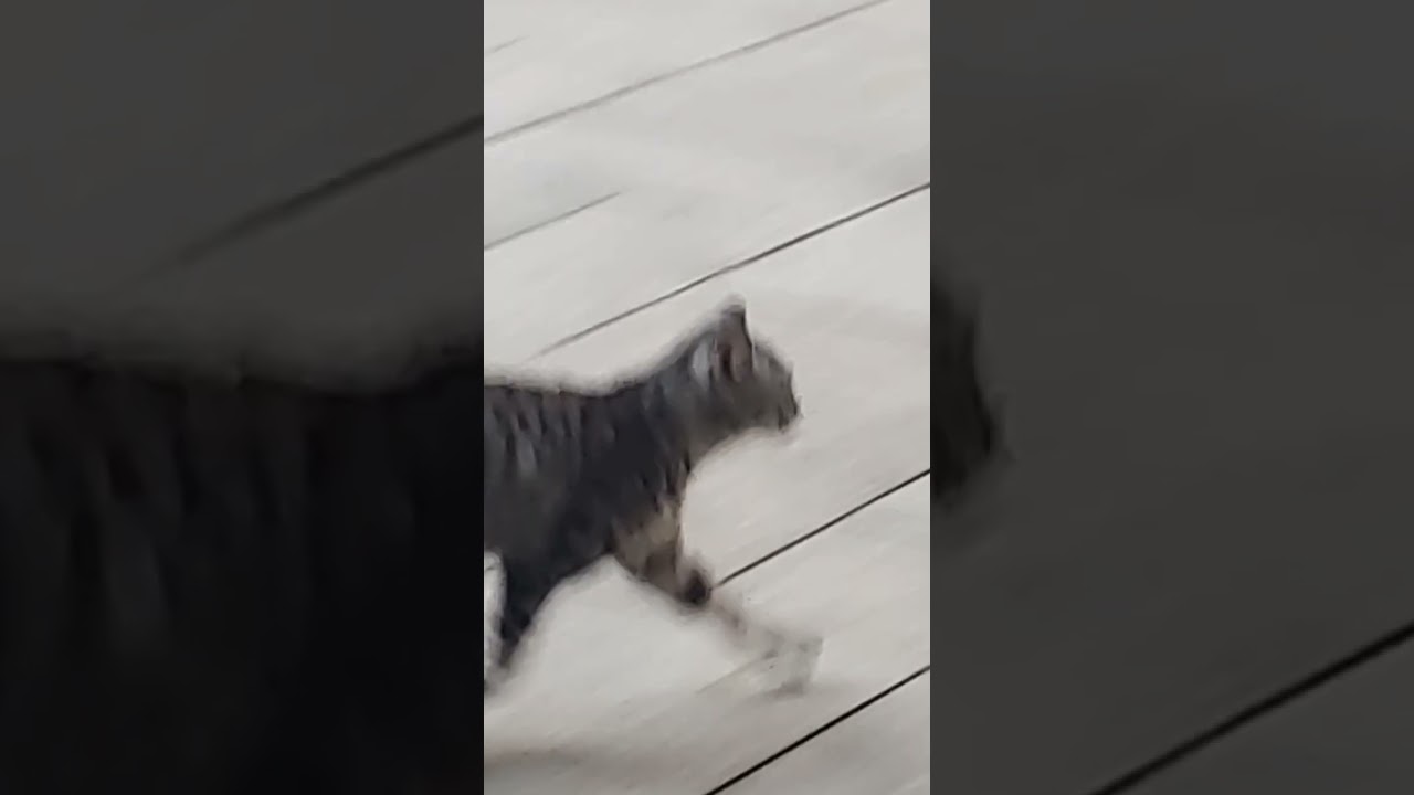 第三章 世上有那幾種貓( Different cat breeds in the world - Chapter 3)
