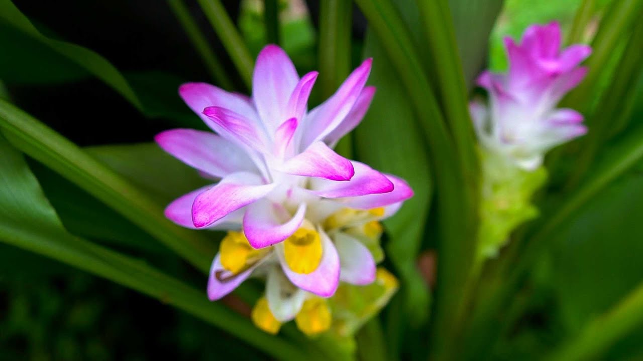 Turmeric Flowers are STUNNING! We Grow A Whole Spectrum of Curcuma Varieties