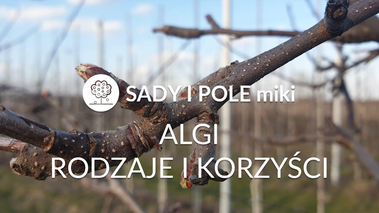 SADY I POLEmiki odc. 15 ALGI - rodzaje i korzyści